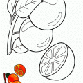 dibujos-de-naranjas-002