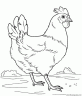 dibujo-de-gallina-027