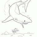 dibujo-de-tiburon-009